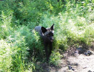 火山景區內的野生小黑狐